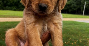 7 Male Golden Retriever Puppies