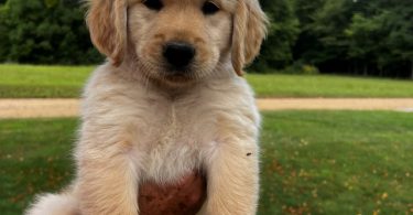 7 Male Golden Retriever Puppies