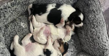 Parti Yorkie babies