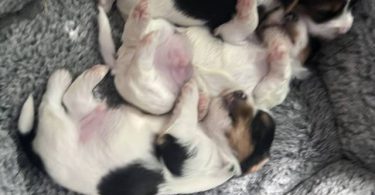 Parti Yorkie babies