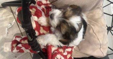 Parti Yorkie babies