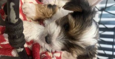 Parti Yorkie babies
