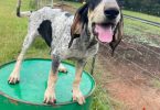 Farm raised blue tick coon hounds