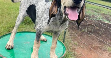 Farm raised blue tick coon hounds