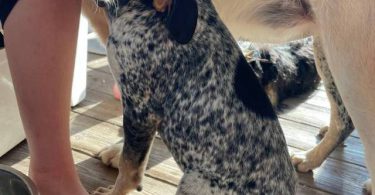 Farm raised blue tick coon hounds