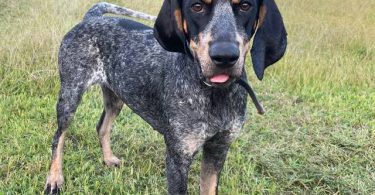 Farm raised blue tick coon hounds
