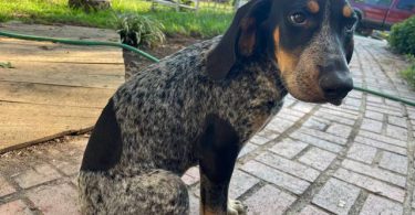 Farm raised blue tick coon hounds
