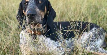 Farm raised blue tick coon hounds