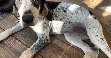 Farm raised blue tick coon hounds