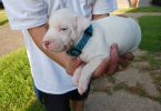 American Pitbull Puppy: Max - Vet Care, Crate Training