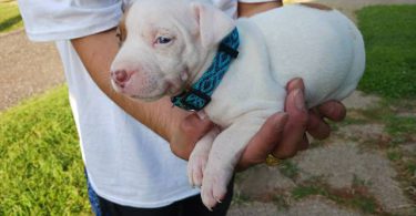 American Pitbull Puppy: Max - Vet Care, Crate Training