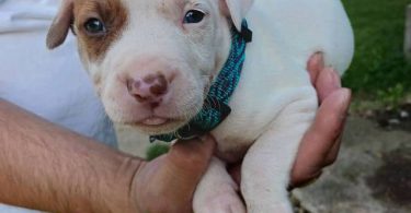 American Pitbull Puppy: Max - Vet Care, Crate Training