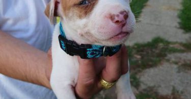American Pitbull Puppy: Max - Vet Care, Crate Training