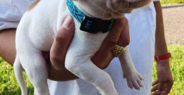 American Pitbull Puppy: Max - Vet Care, Crate Training