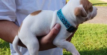 American Pitbull Puppy: Max - Vet Care, Crate Training