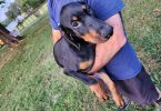 3 boy and 1 girl Doberman Pinscher puppies