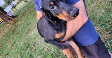3 boy and 1 girl Doberman Pinscher puppies