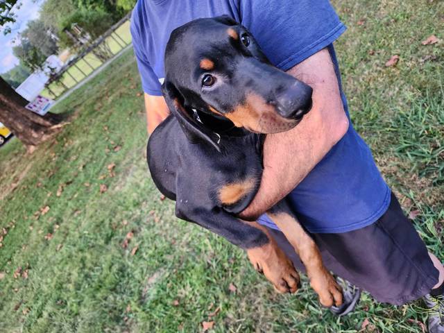 3 boy and 1 girl Doberman Pinscher puppies