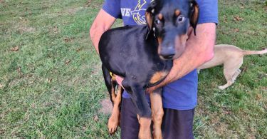 3 boy and 1 girl Doberman Pinscher puppies