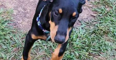 3 boy and 1 girl Doberman Pinscher puppies
