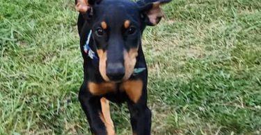3 boy and 1 girl Doberman Pinscher puppies