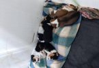 5 boy Beagle puppies