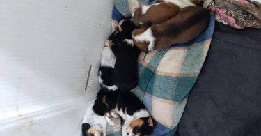 5 boy Beagle puppies