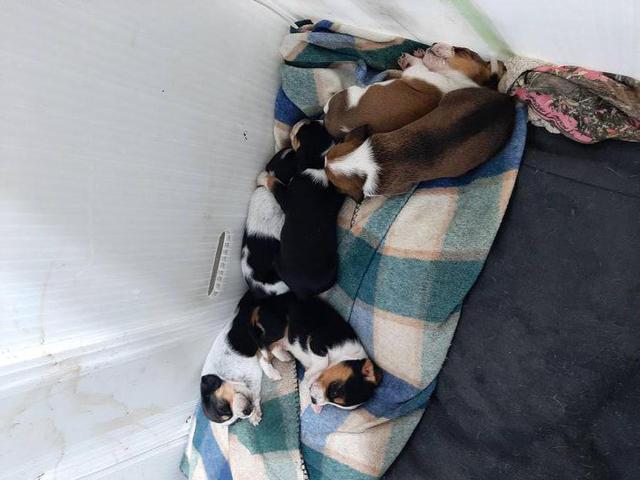 5 boy Beagle puppies