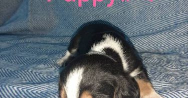 5 boy Beagle puppies