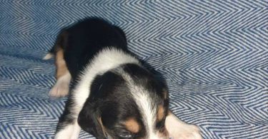 5 boy Beagle puppies