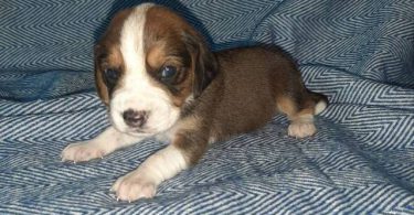 5 boy Beagle puppies