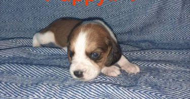 5 boy Beagle puppies