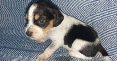 5 boy Beagle puppies