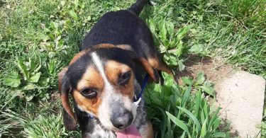 5 boy Beagle puppies