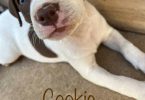 American pit bull terrier