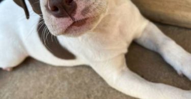 American pit bull terrier