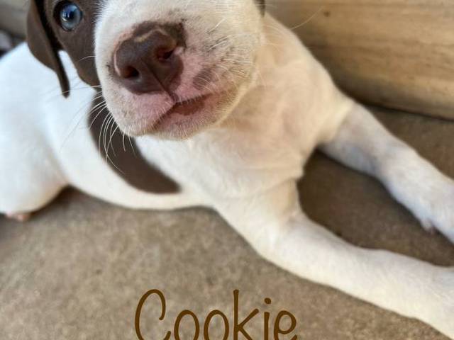 American pit bull terrier