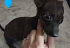 4 Boy Chihuahua puppies for sale