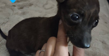 4 Boy Chihuahua puppies for sale