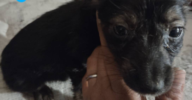 4 Boy Chihuahua puppies for sale