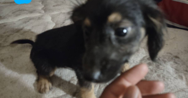 4 Boy Chihuahua puppies for sale
