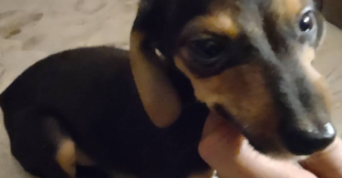 4 Boy Chihuahua puppies for sale