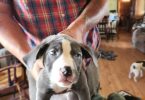 2 female pitbull puppies available