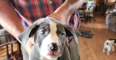 2 female pitbull puppies available