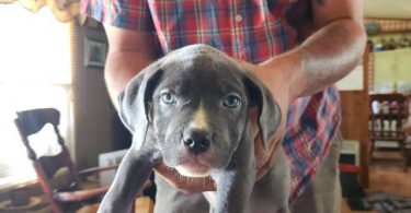 2 female pitbull puppies available