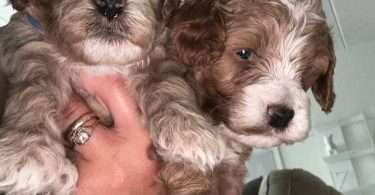 3 cockapoo puppies for sale