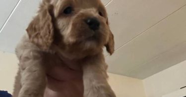 3 cockapoo puppies for sale