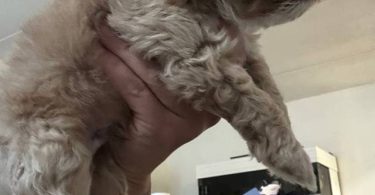 3 cockapoo puppies for sale