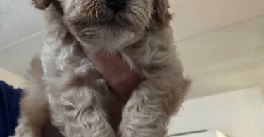 3 cockapoo puppies for sale