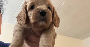 3 cockapoo puppies for sale